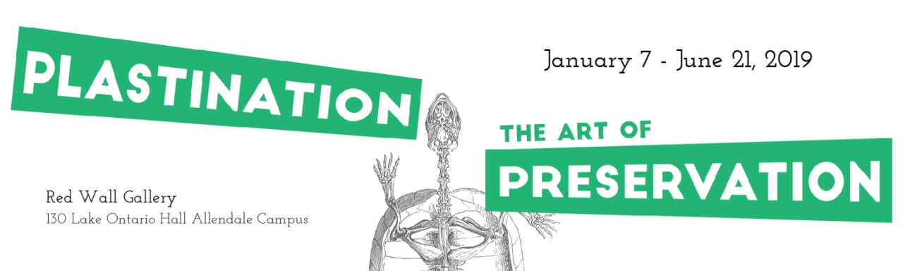 illustration of turtle skeletal structure with text